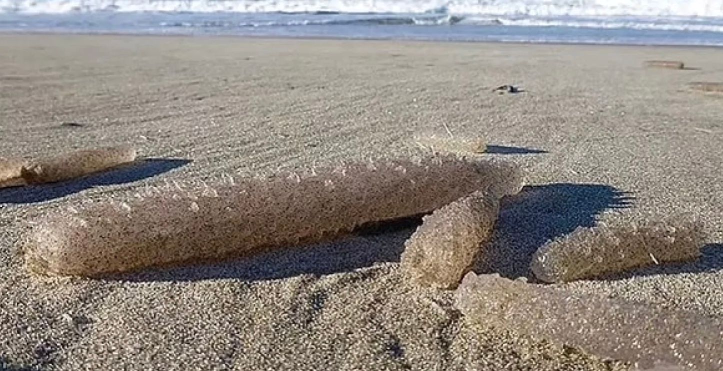 На узбережжя викидаються мільйони дивних істот На узбережжя викидаються мільйони дивних істот