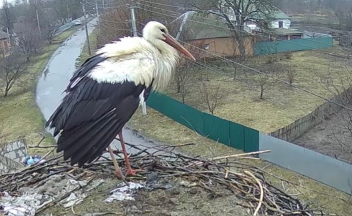 В Украину вернулся аист Гриша В Украину вернулся аист Гриша