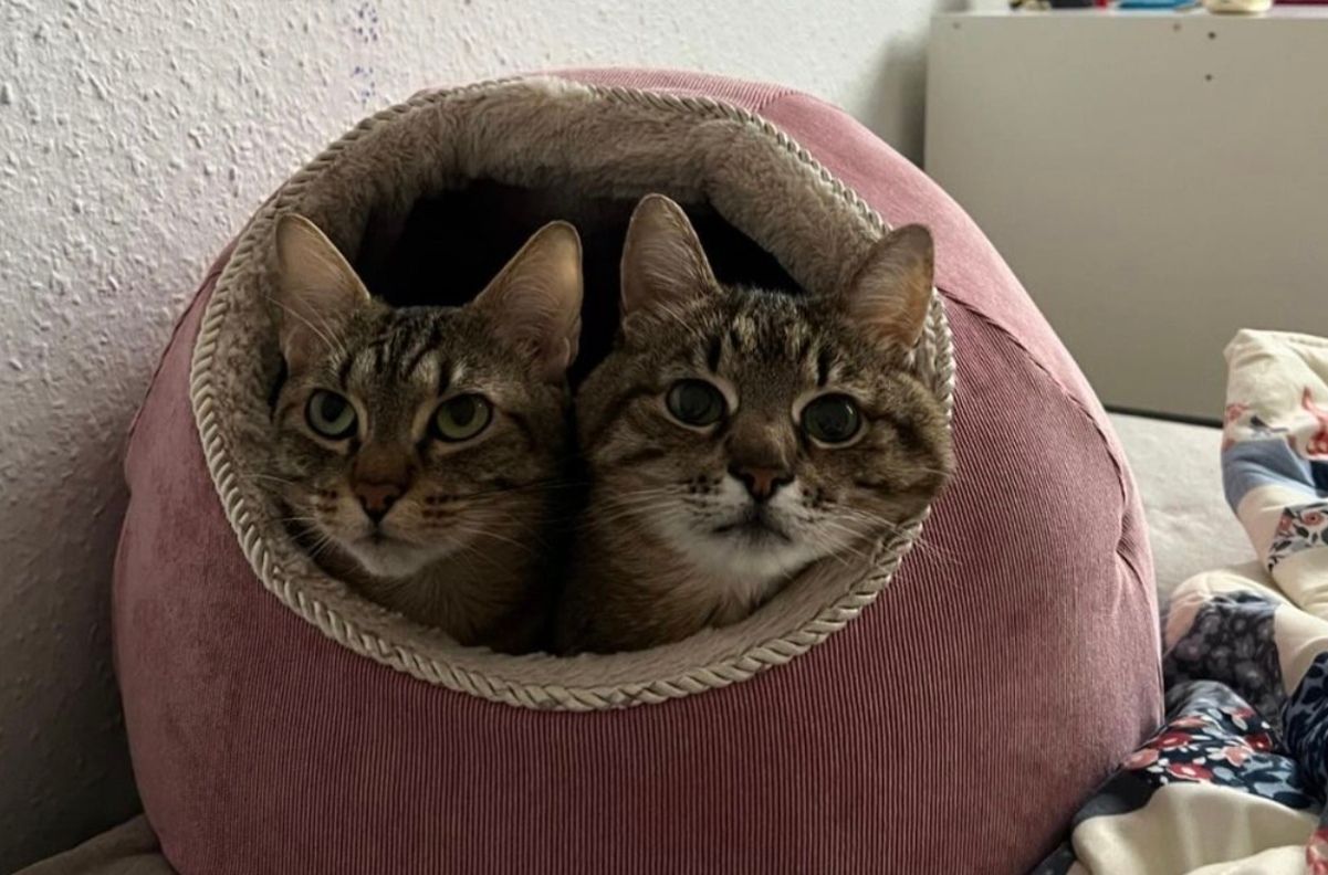 Кіт Степан виїхав з України Кіт Степан виїхав з України