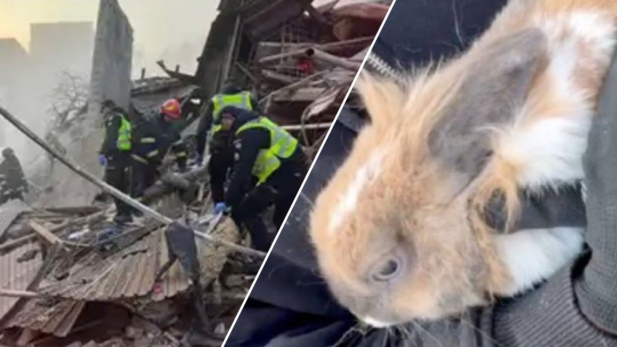 Из-под завалов в Хмельницком достали кролика из-под завалов в Хмельницком