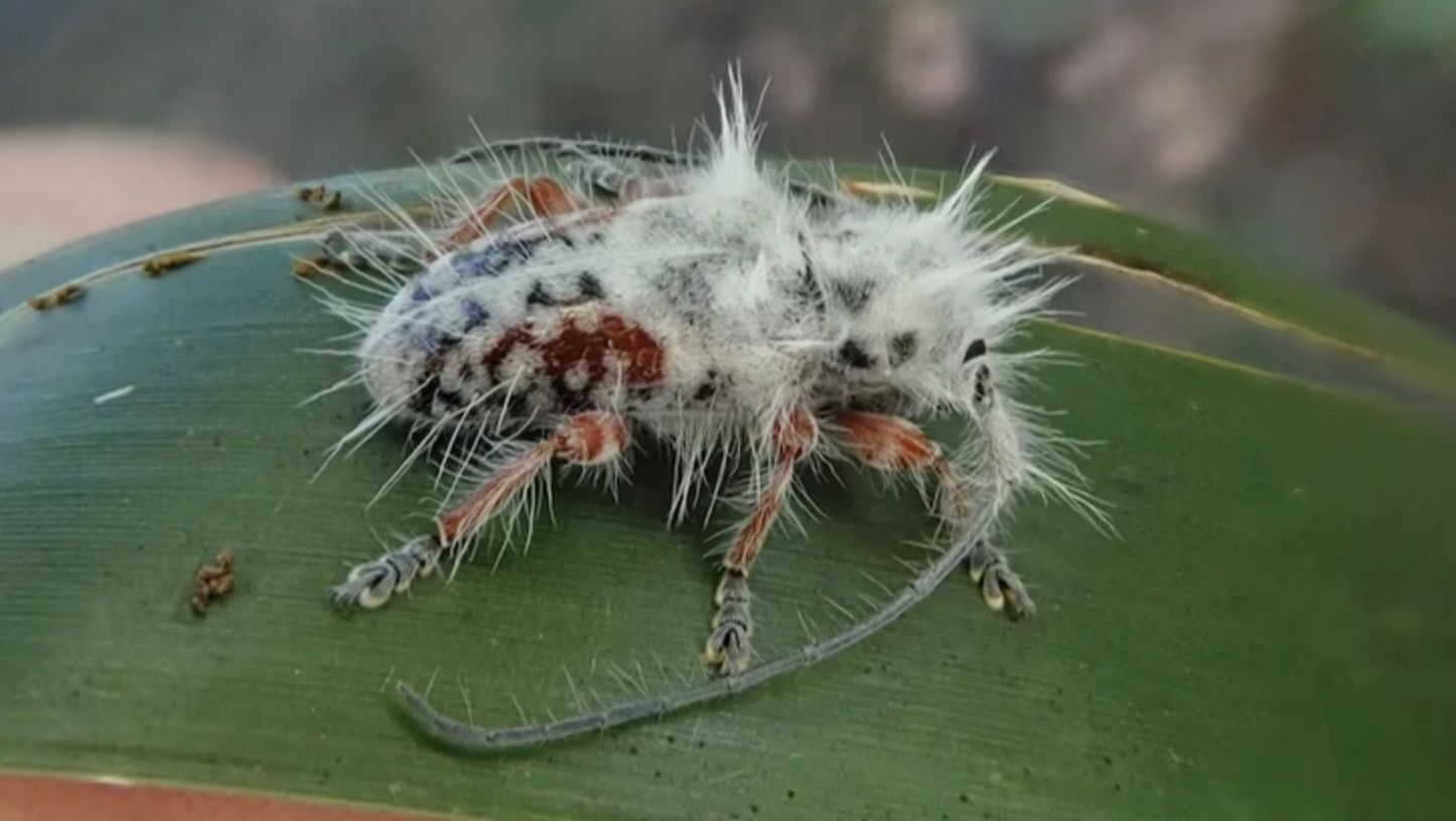 В Австралии обнаружили новый вид жуков