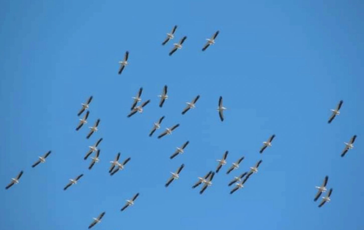 До "Тузлівських лиманів" прилетіли перші великі зграї рожевих пеліканів