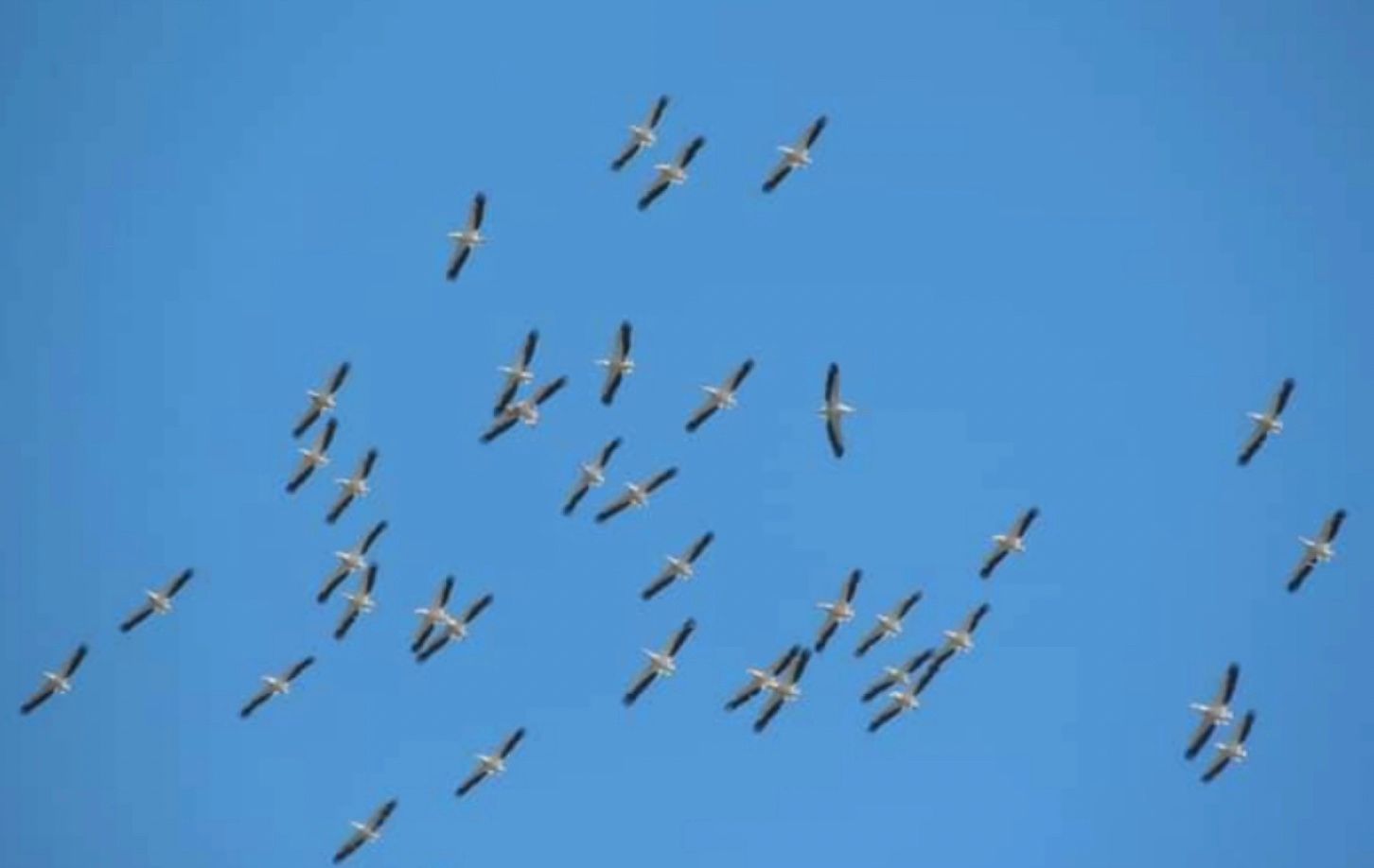 До "Тузлівських лиманів" прилетіли перші великі зграї рожевих пеліканів До "Тузлівських лиманів" прилетіли перші великі зграї рожевих пеліканів