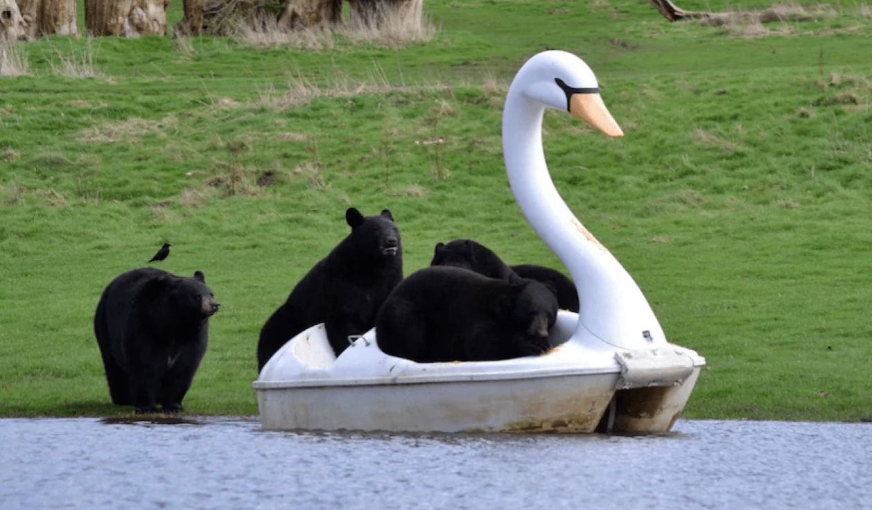 Ведмеді на катамарані Ведмеді на катамарані