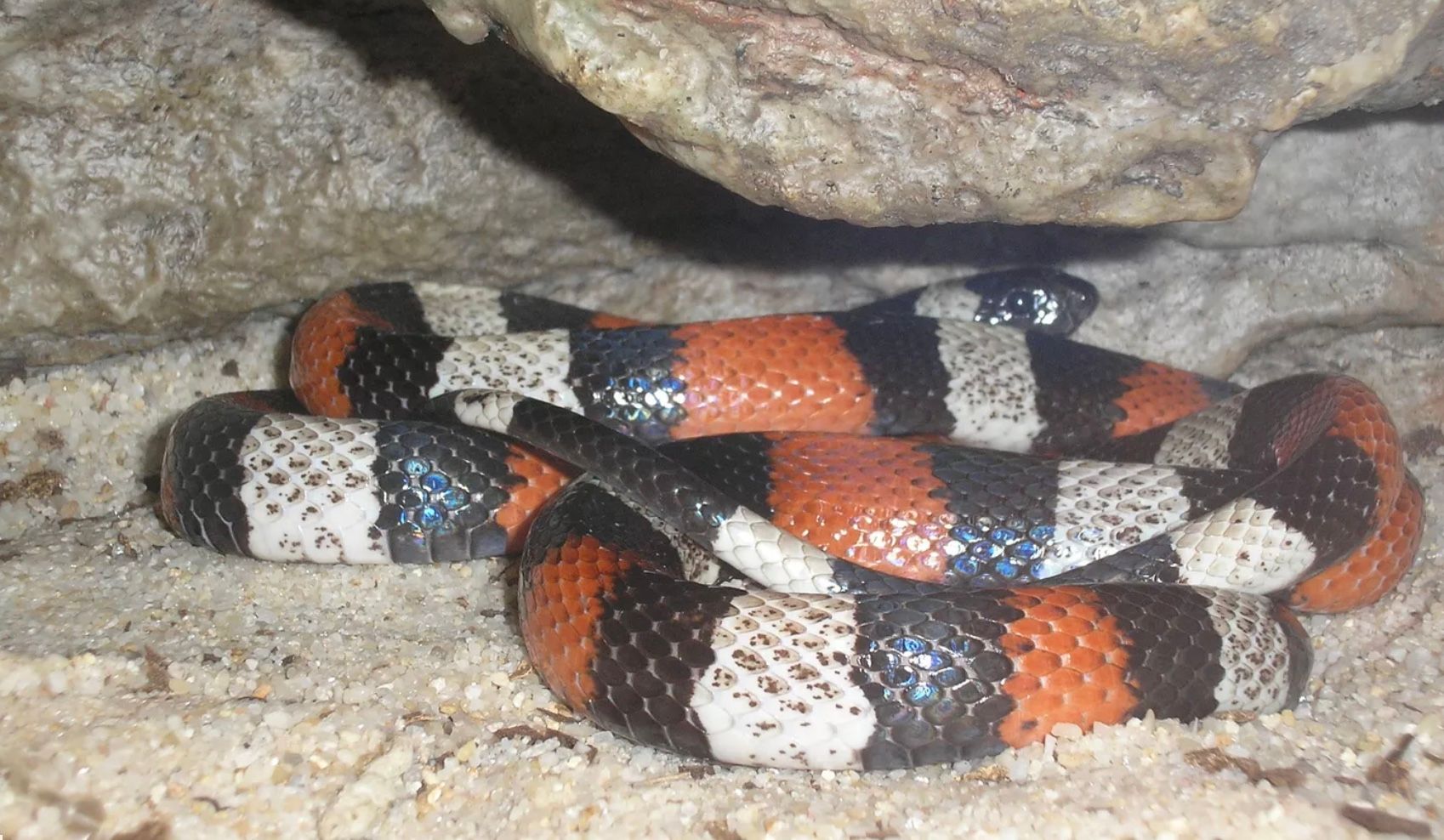 В Киеве из-под капота машины достали змею из-под капота машины В Киеве из-под капота машины достали змею из-под капота машины