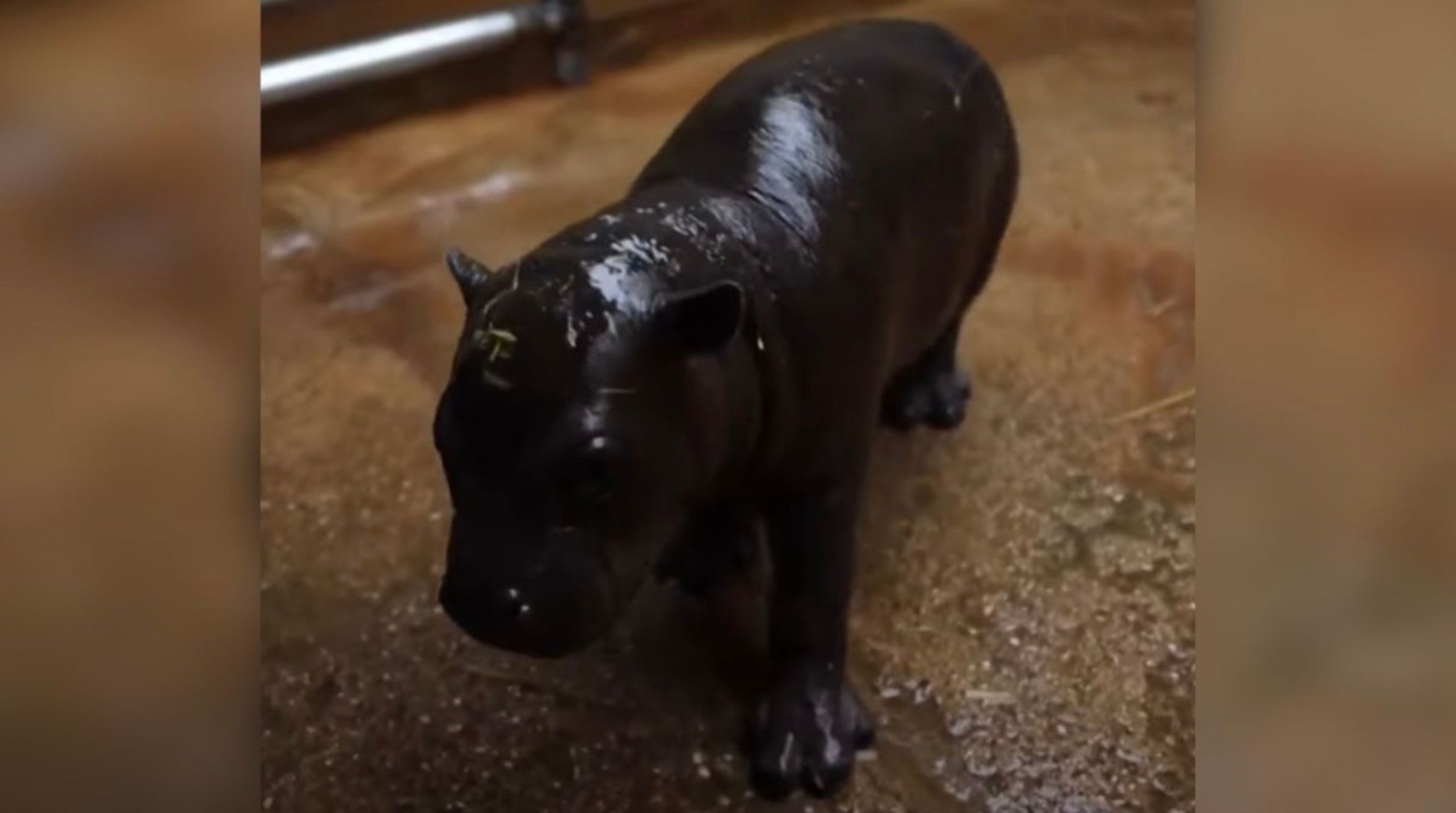 В зоопарке Греции родился карликовый бегемотенок
