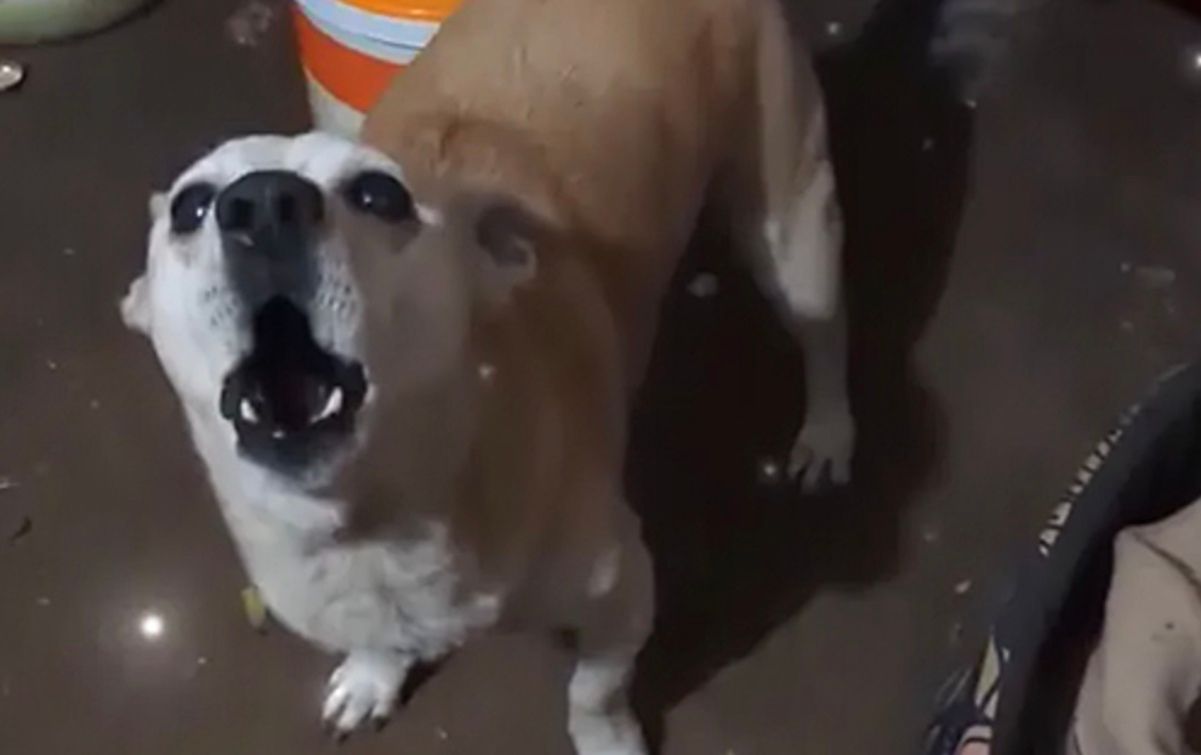 Пес із Нікополя "заспівав" Гімн України Пес із Нікополя "заспівав" Гімн України