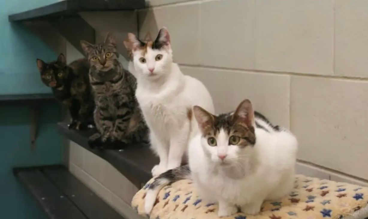 Чоловік, який прихистив майже 300 котів, попросив про допомогу Чоловік, який прихистив майже 300 котів, попросив про допомогу