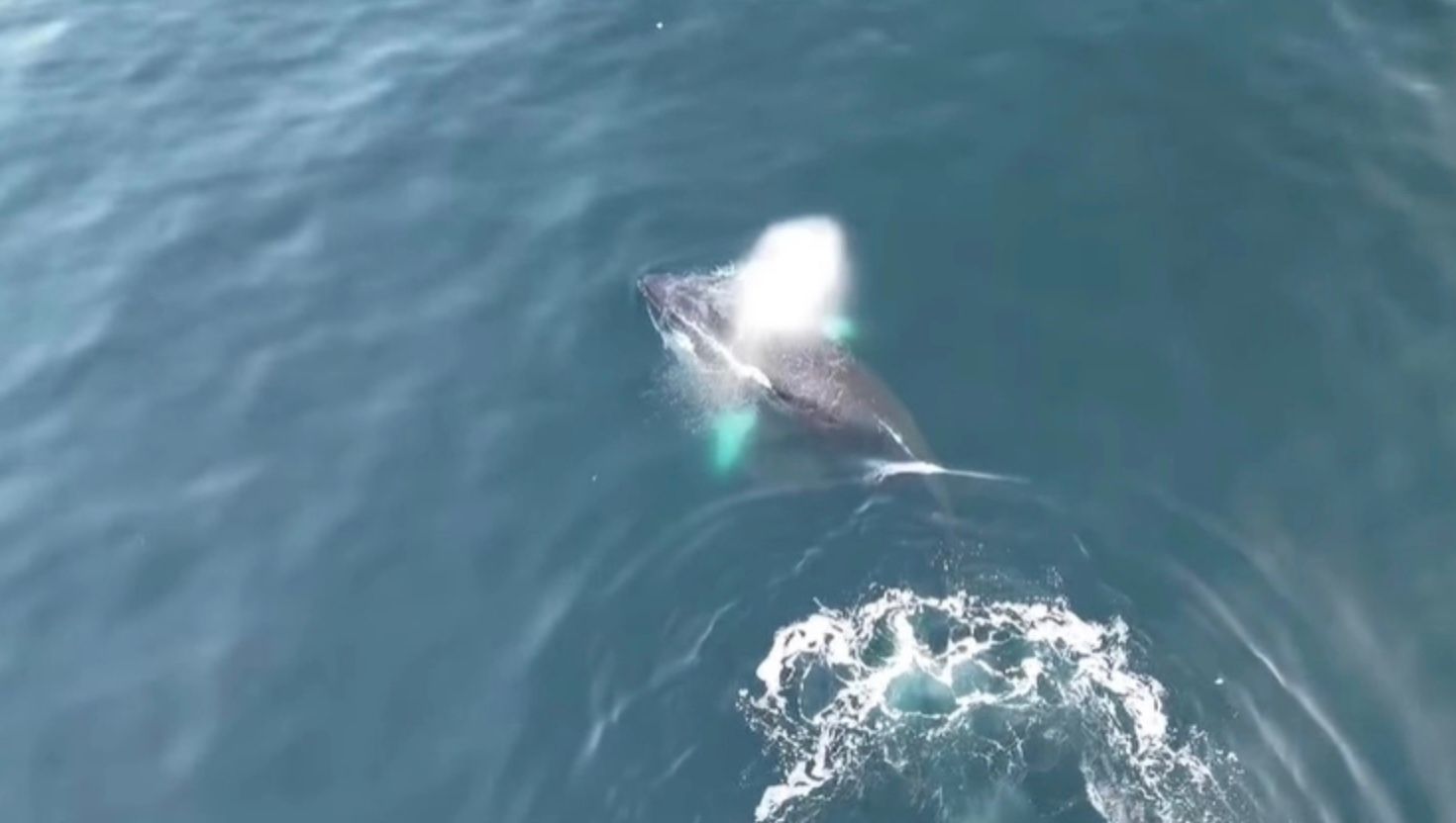 В Антарктике сняли игривого кита-горбача