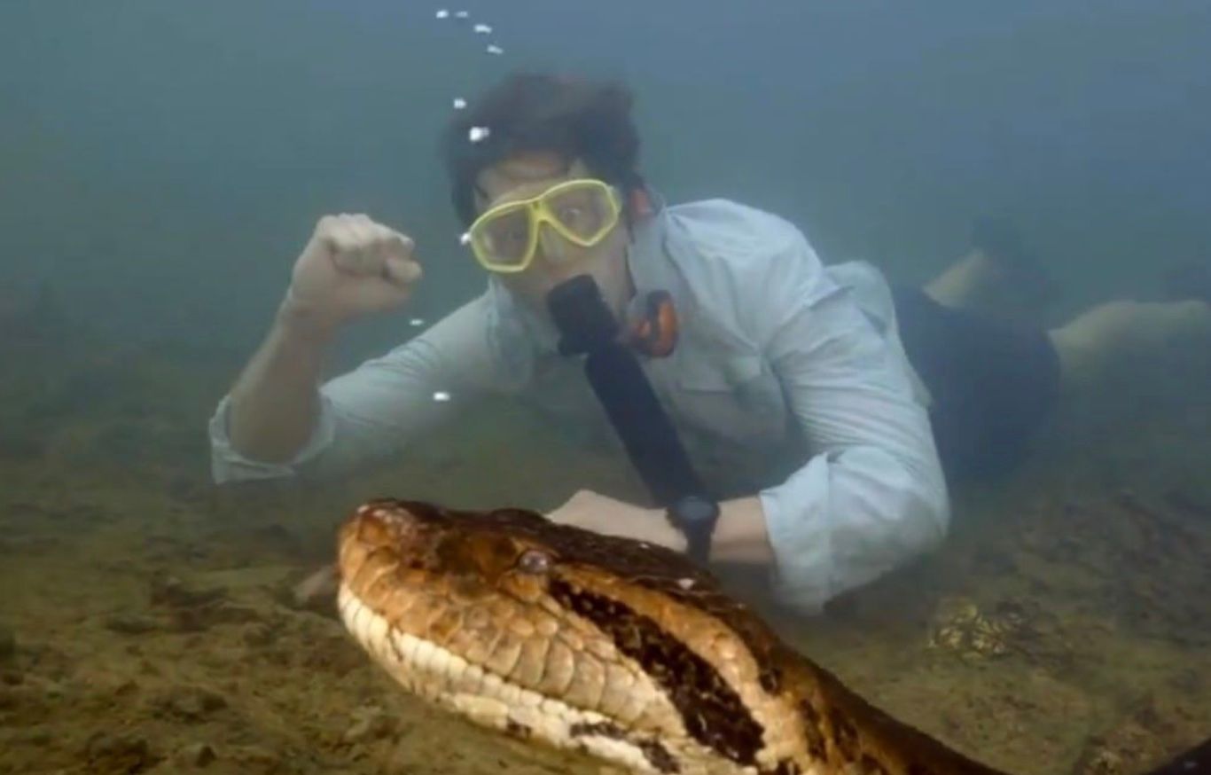 Найбільшу у світі змію застрелили Найбільшу у світі змію застрелили