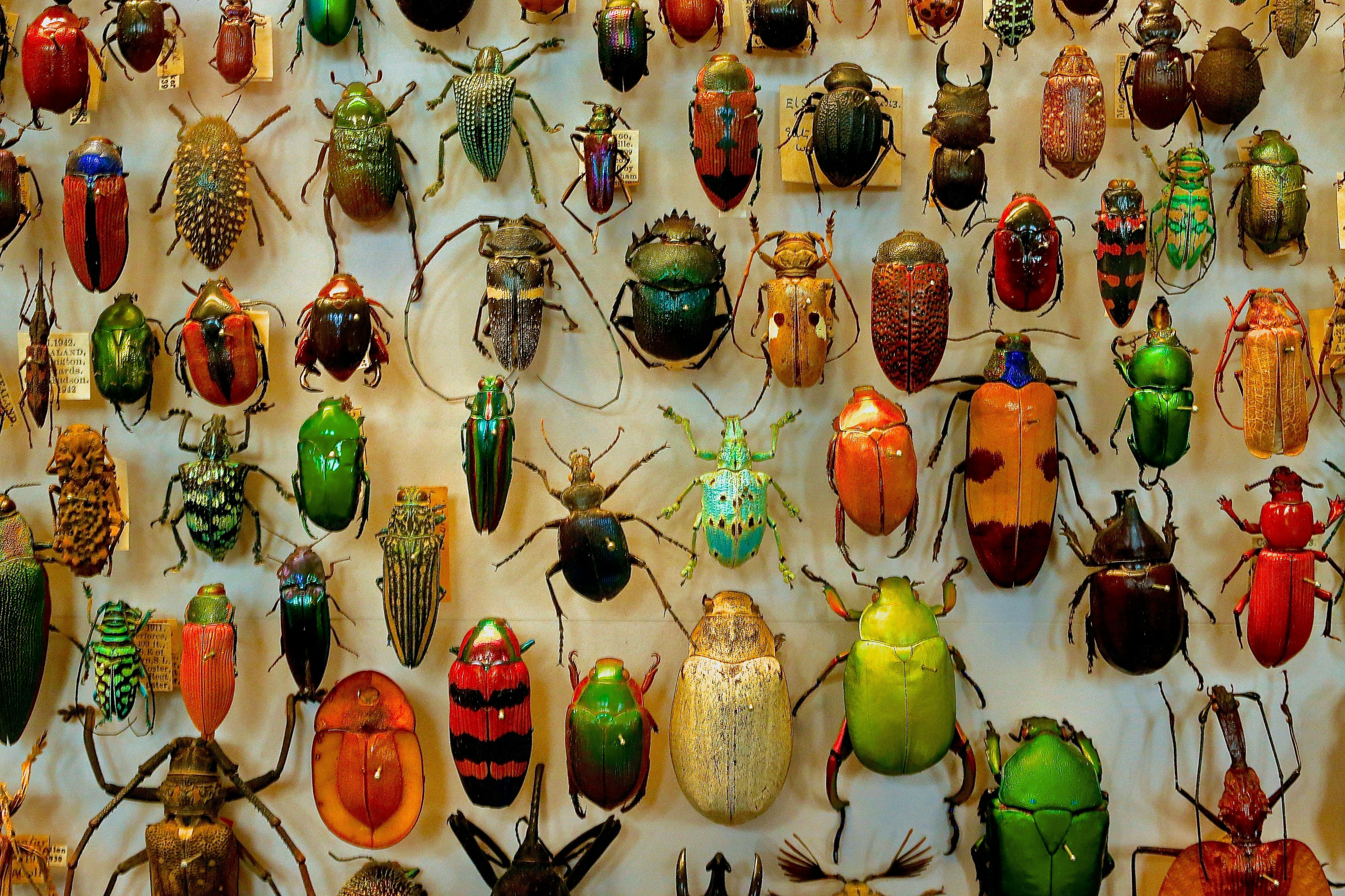 В лесах Борнео обнаружили новый вид жуков