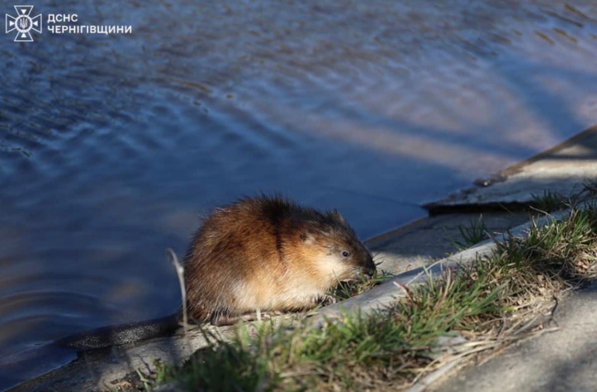 ДСНС врятували ондатру, яка потрапила в "пастку" ДСНС врятували ондатру, яка потрапила в "пастку"