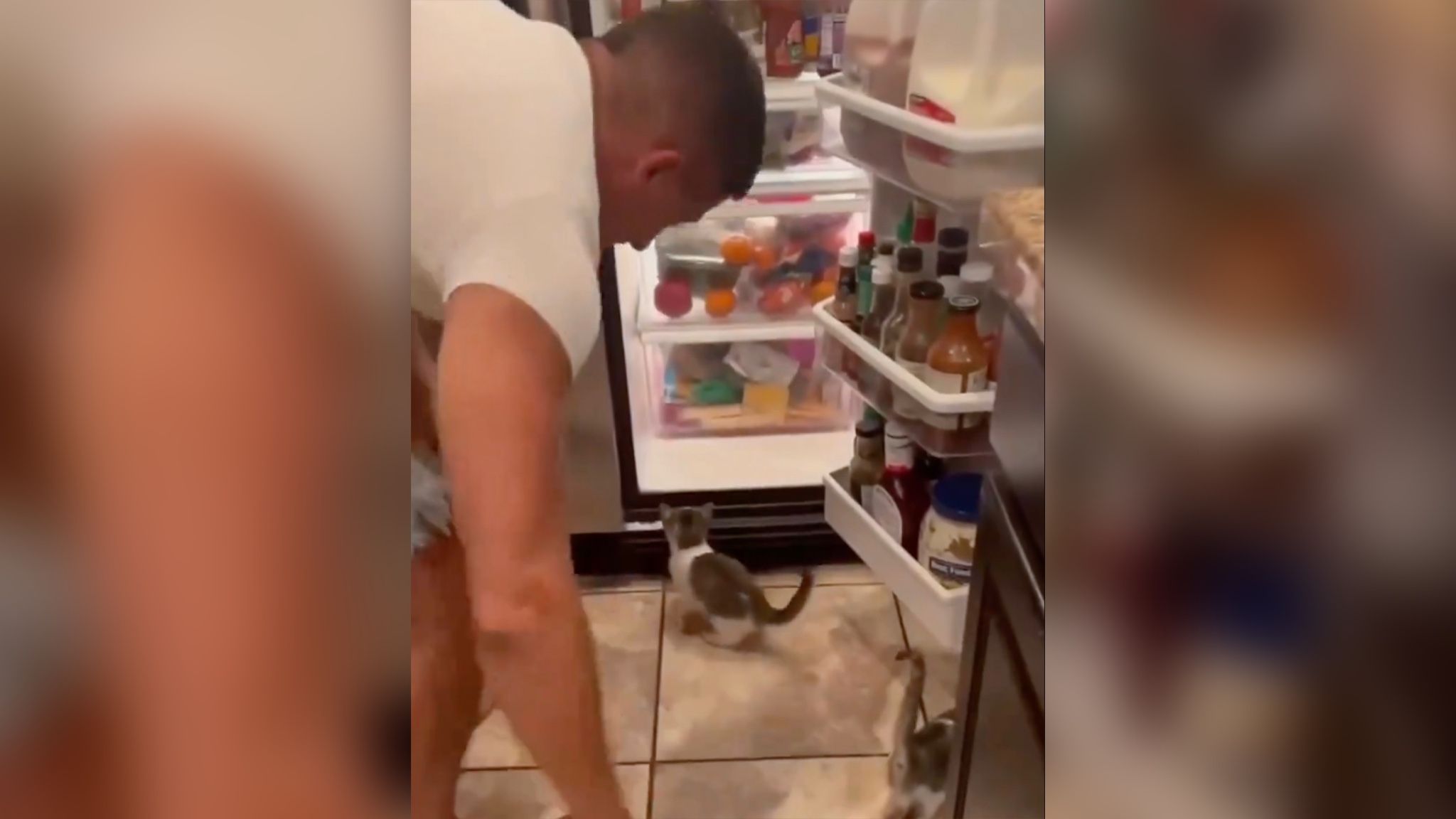 На відео потрапили кошенята, які щосили атакували холодильник