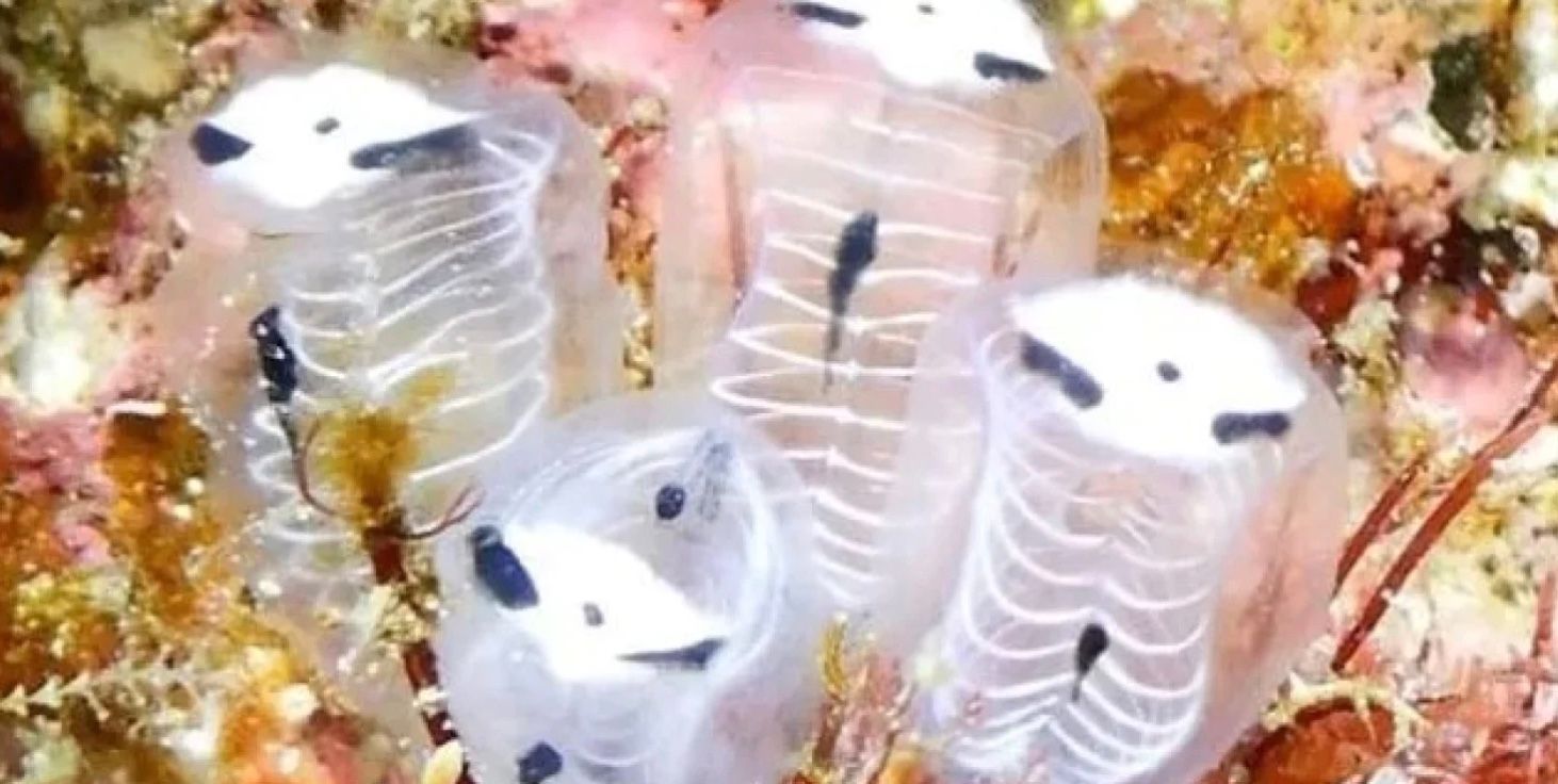 Ученые обнаружили скелеты асцидий панд Ученые обнаружили скелеты асцидий панд