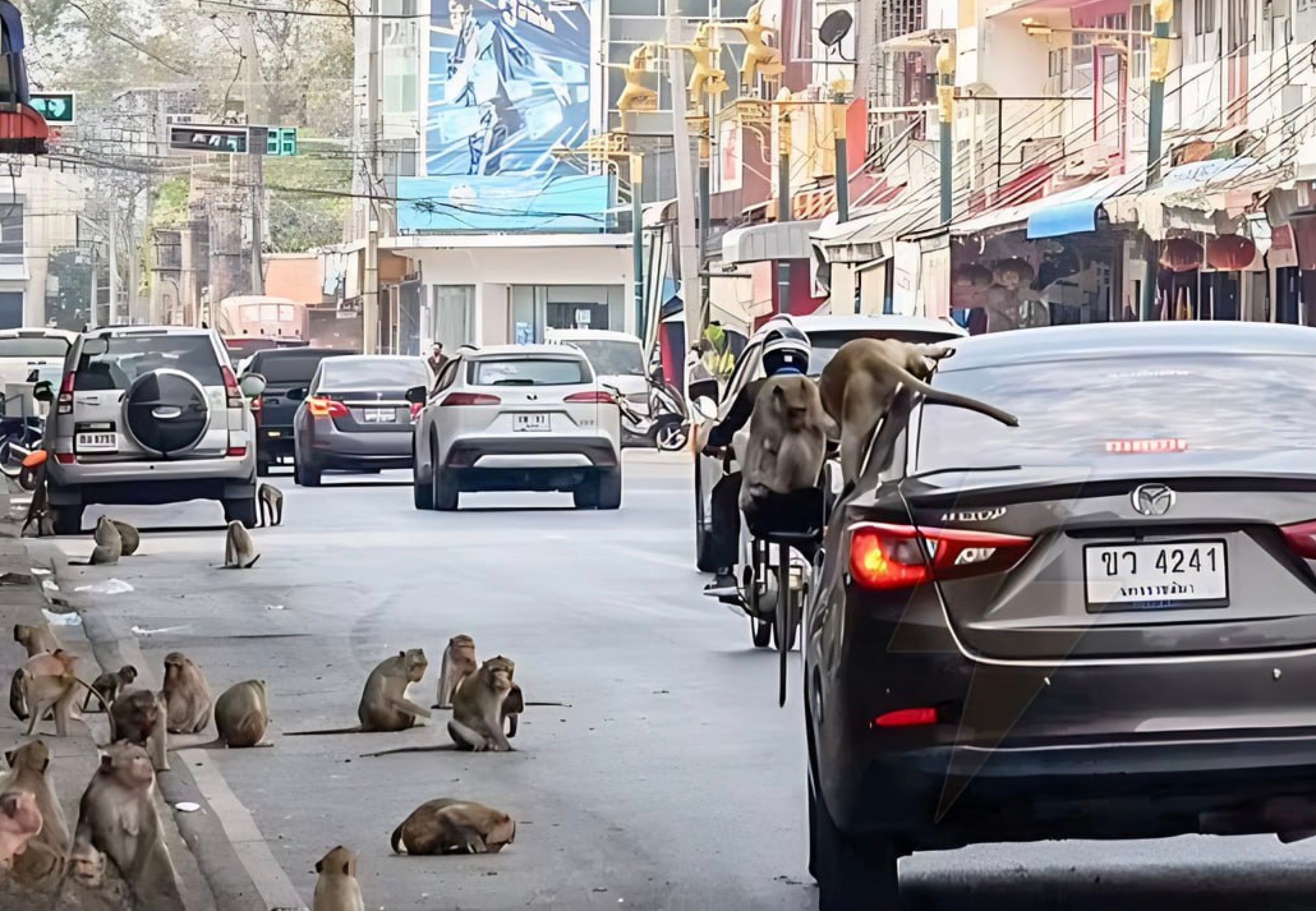 В Таиланде "война" с обезьянами