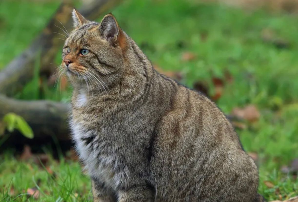 В парку на Тернопільщині "засвітився" лісовий кіт