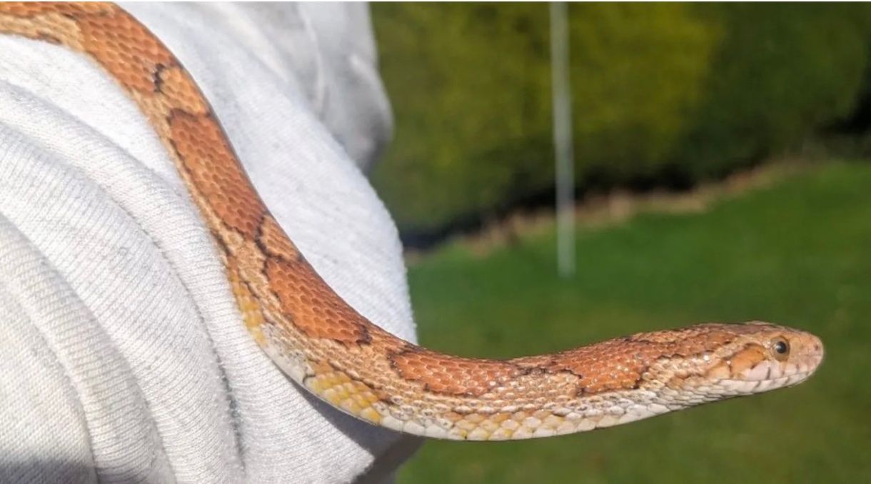 Исчезнувшая на год домашняя змея вернулась к хозяйке Исчезнувшая на год домашняя змея вернулась к хозяйке
