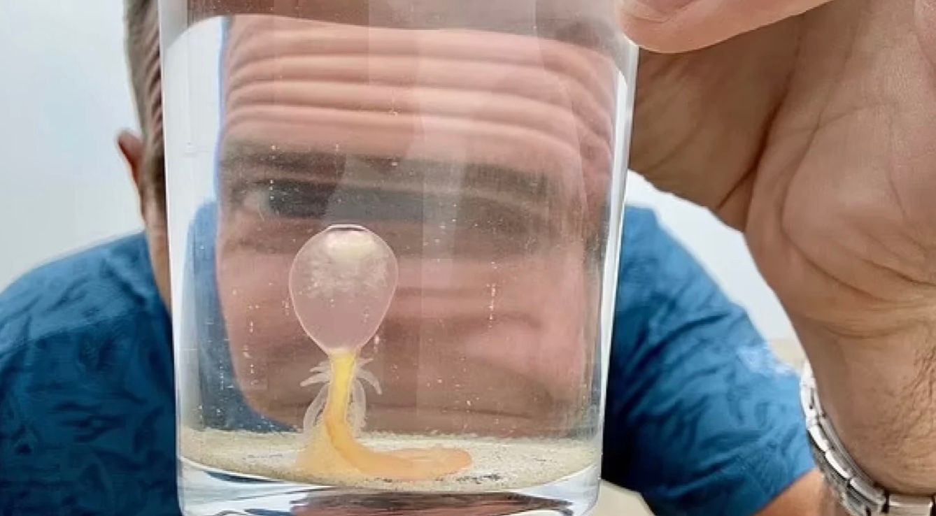 У США на берег винесло десятки небезпечних "спагеті-монстрів" У США на берег винесло десятки небезпечних "спагеті-монстрів"