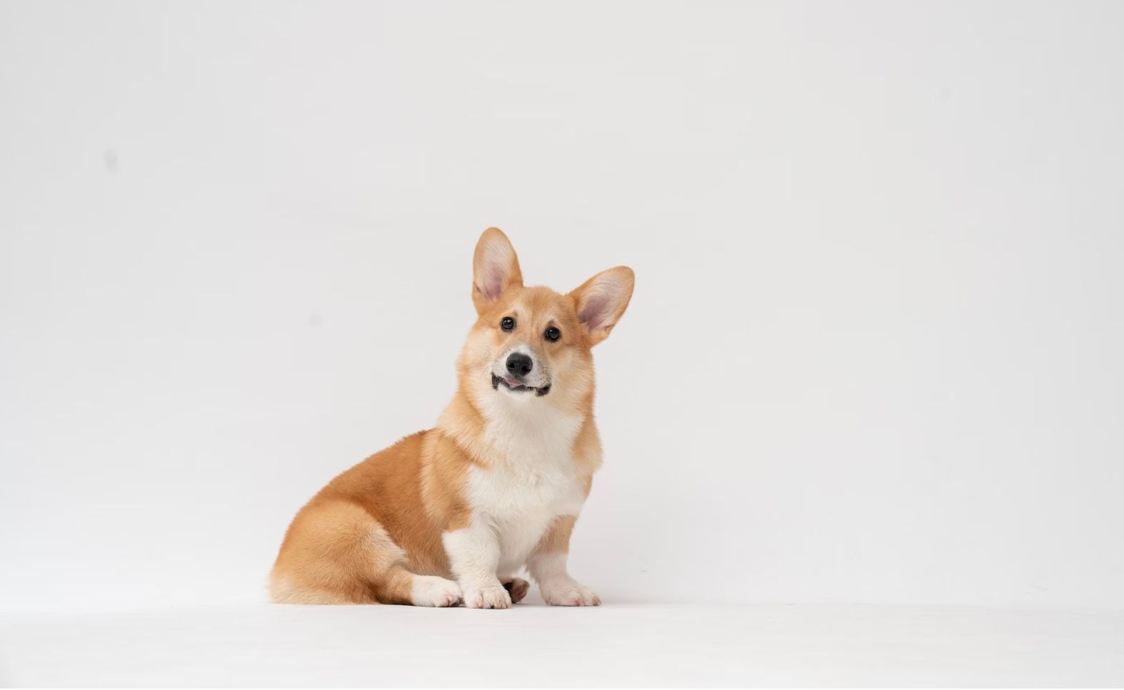 Тест "Обери свого коргі" Тест "Обери свого коргі"