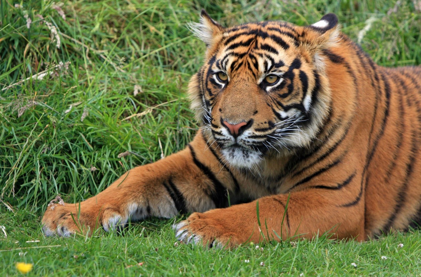 Яванський тигр вважався вимерлим, але тепер повернувся