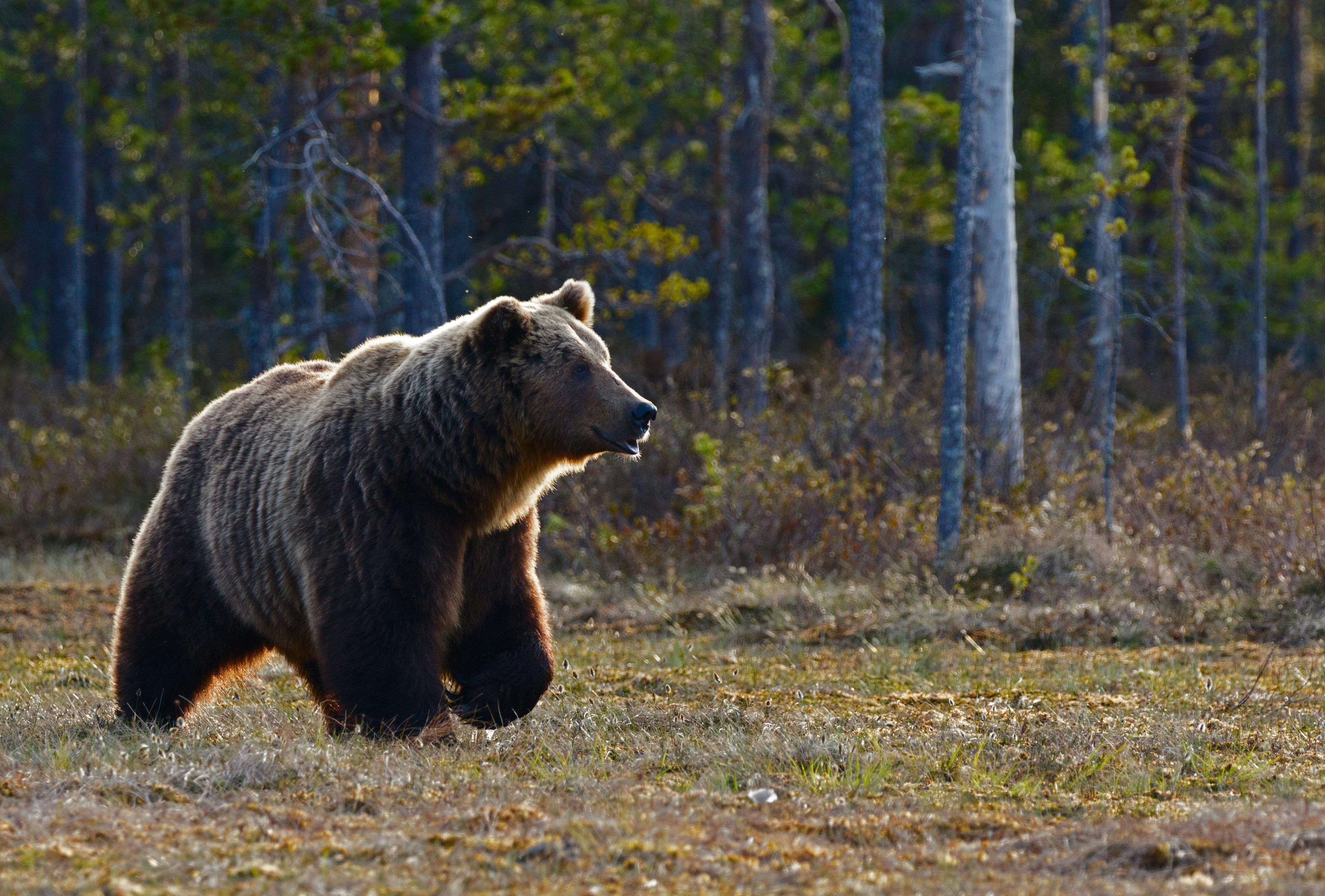 Поблизу кордону з Румунією помітили ведмедя