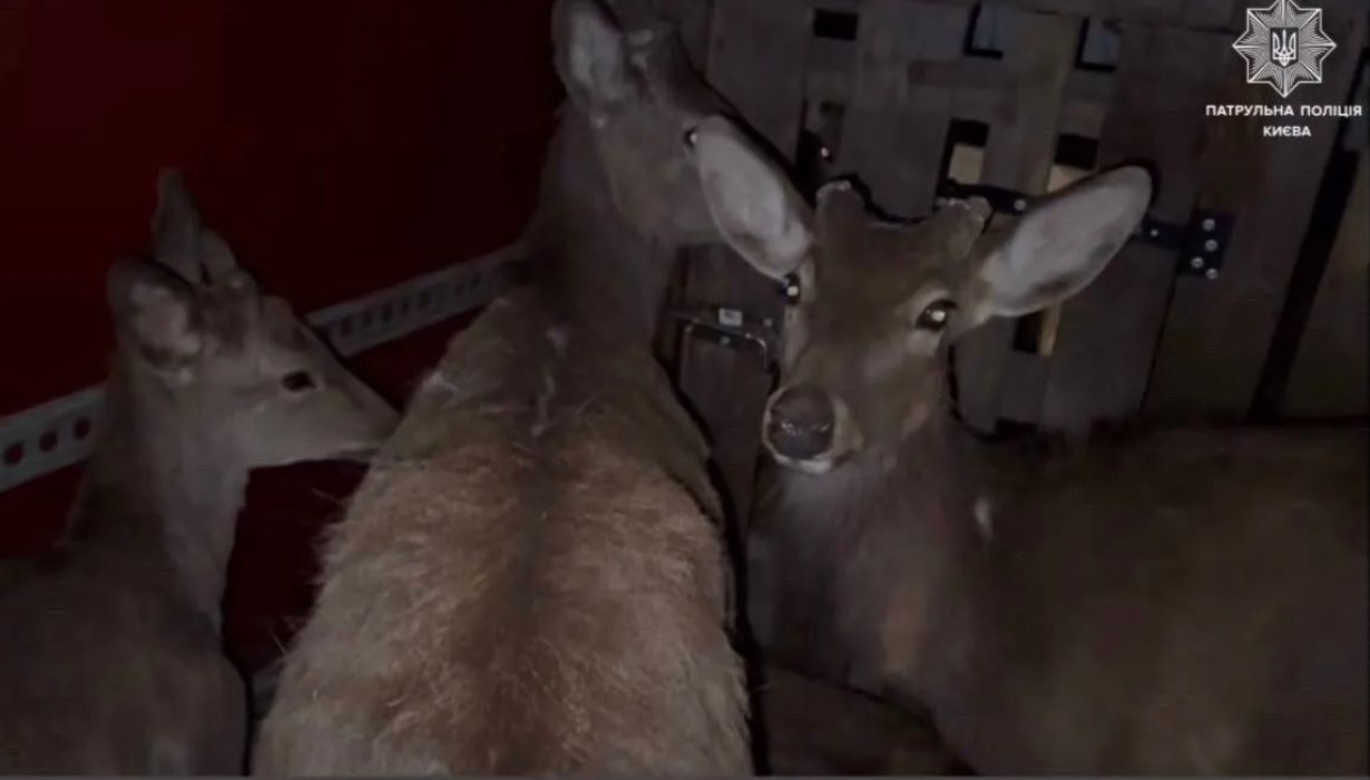 У Києві зупинили мікроавтобус, у якому перевозили 9 оленів У Києві зупинили мікроавтобус, у якому перевозили 9 оленів