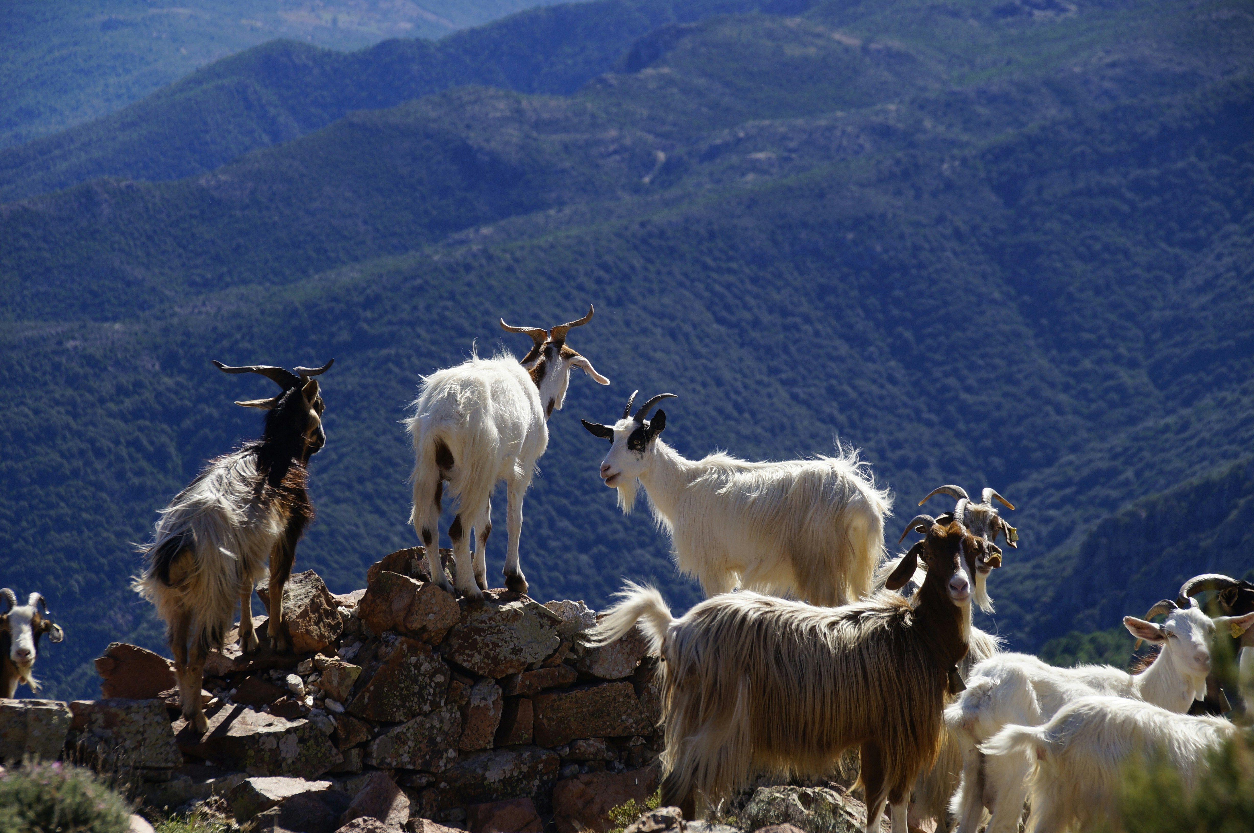 На острове в Италии предлагают "усыновить" коз