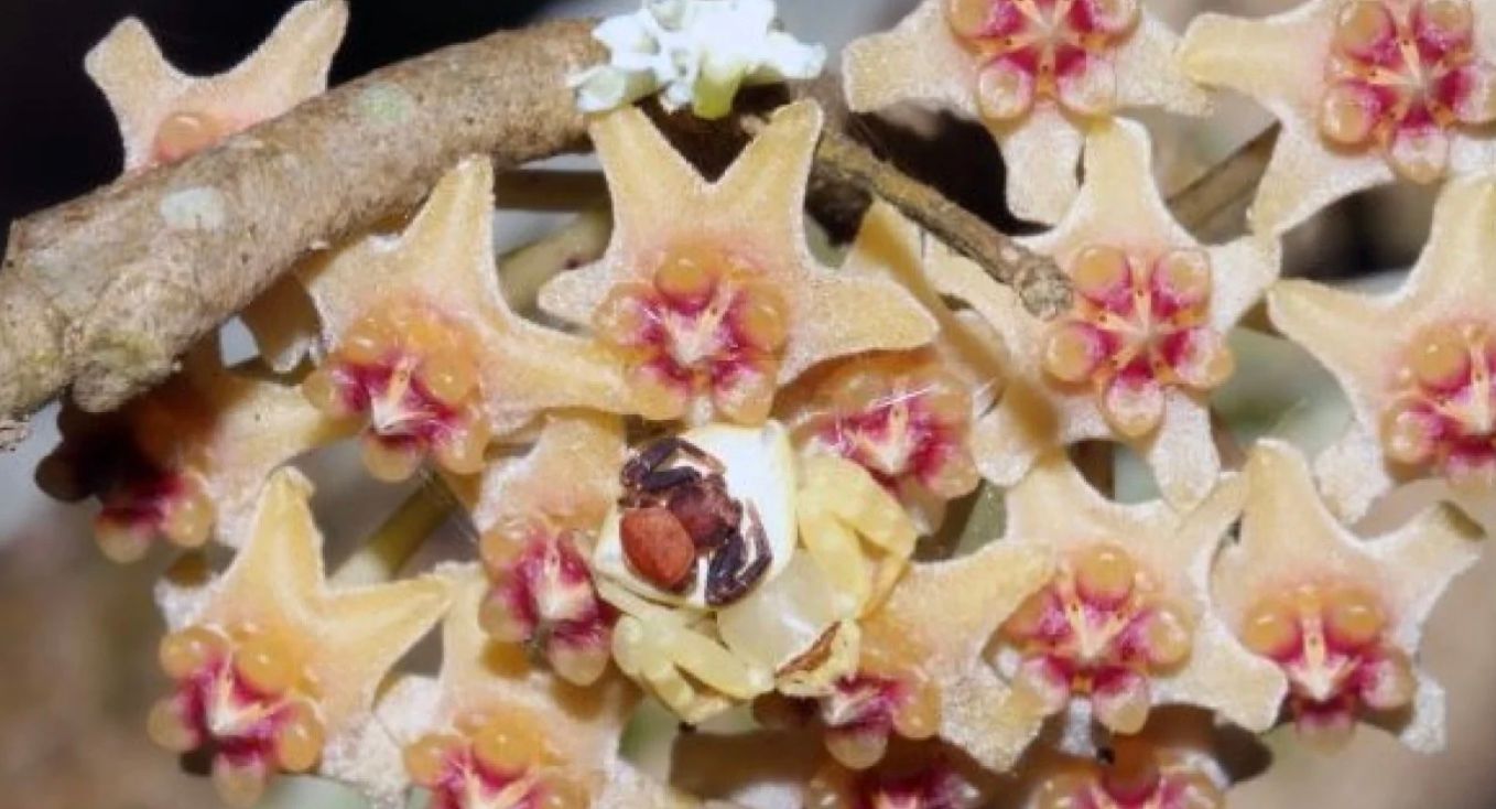 В тропических лесах Китая живут пауки, способные превращаться в цветок В тропических лесах Китая живут пауки, способные превращаться в цветок