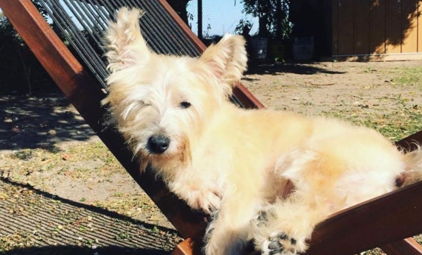 Собака Мішка, яку знайшли за 3 200 кілометрів від дому Собака Мішка, яку знайшли за 3 200 кілометрів від дому