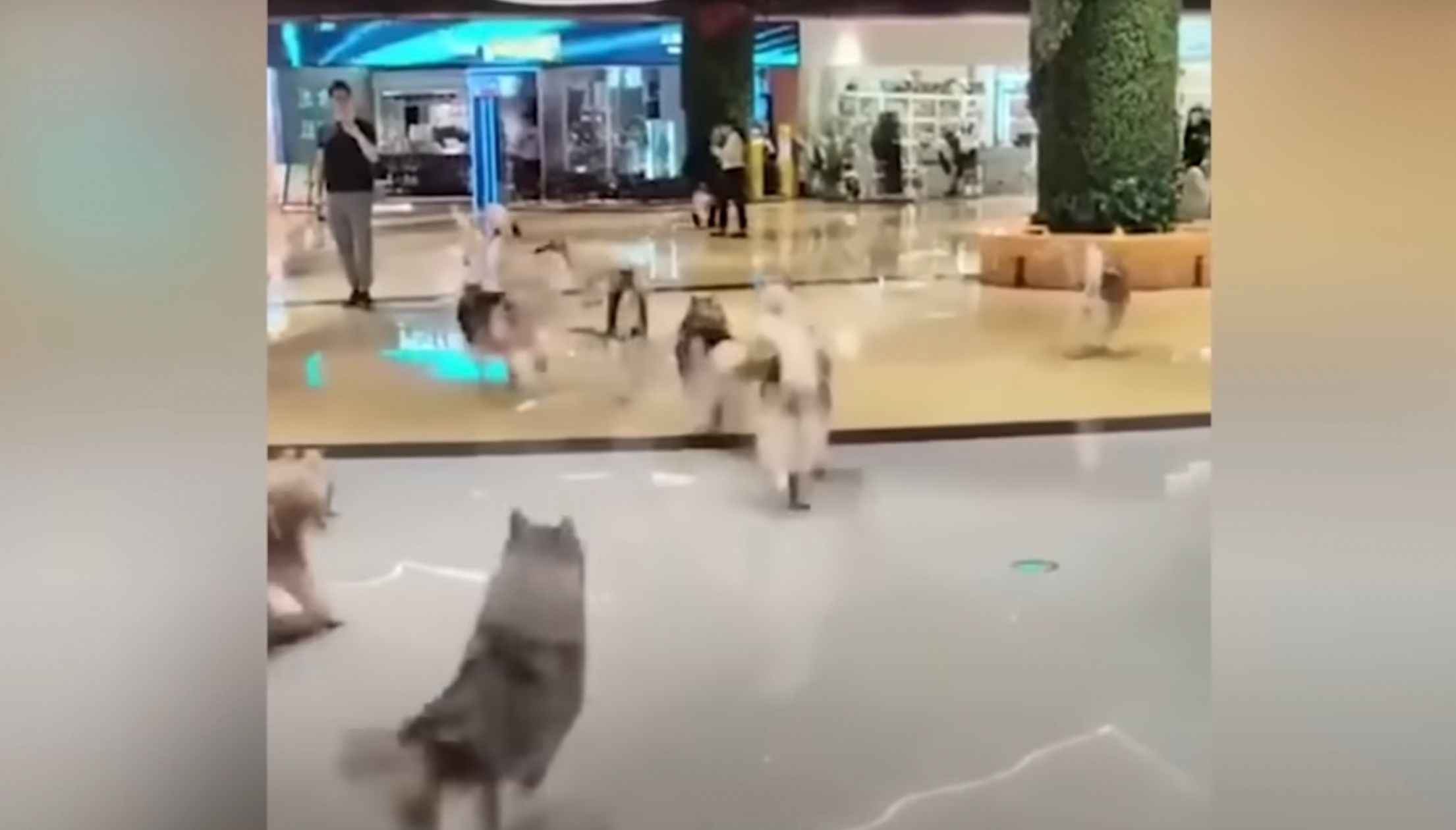 Более 100 хаски разнесли торговый центр Более 100 хаски разнесли торговый центр