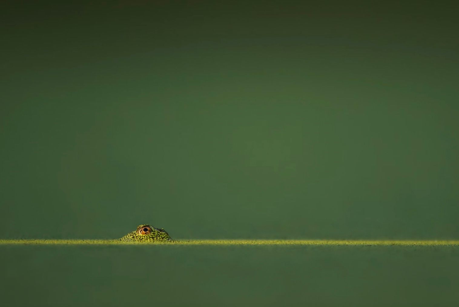 Какое самое маленькое животное существует на Земле Какое самое маленькое животное существует на Земле