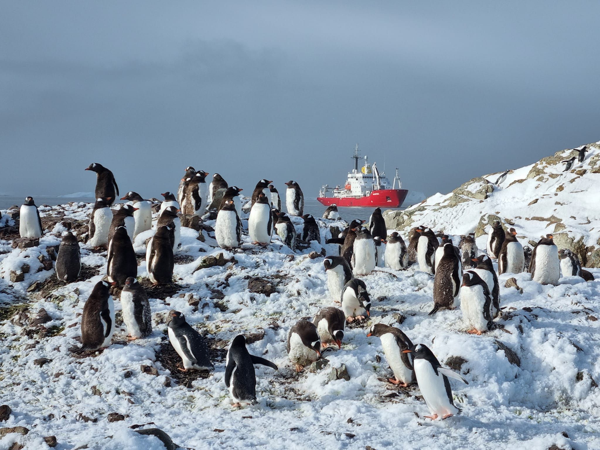 Біля станції Вернадський нарахували рекордну кількість субантарктичних пінгвінів