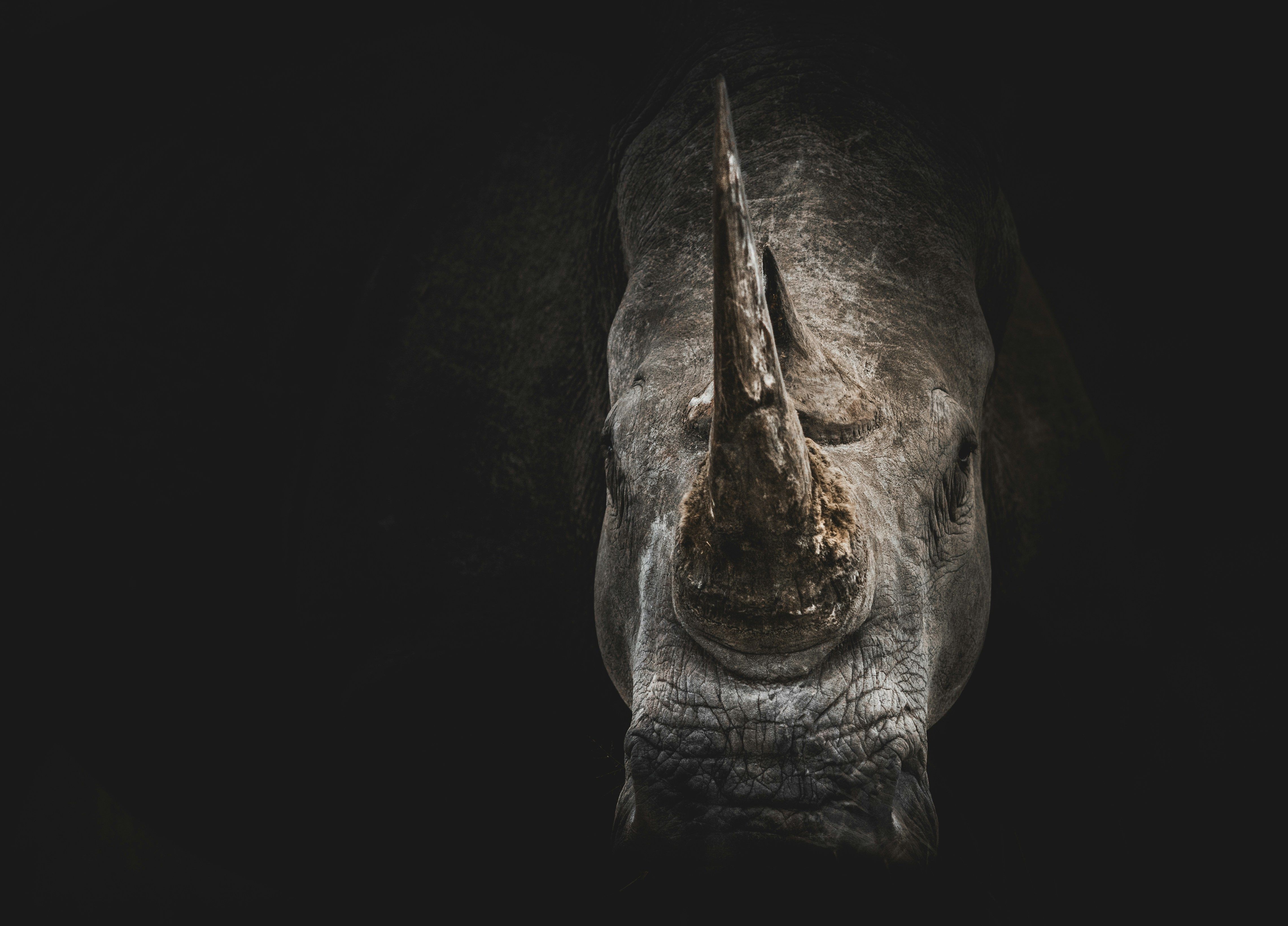 В парке Индонезии заметили носорога в "броне"
