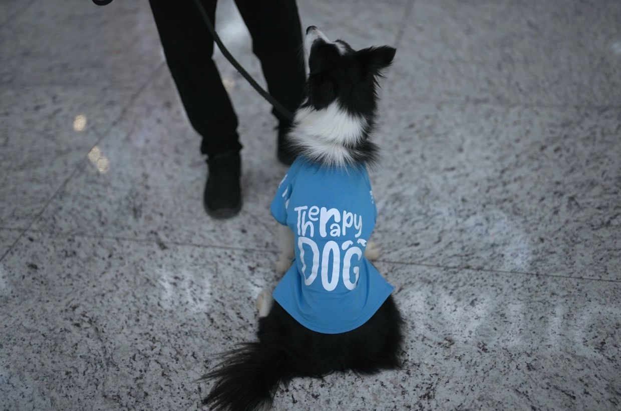 Аеропорт Стамбулу найняв собак-терапевтів