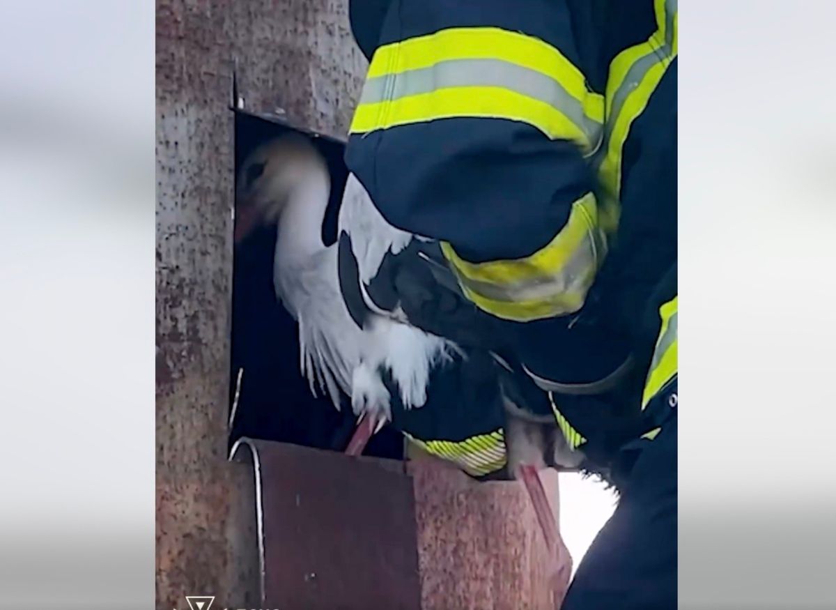 Надзвичайники Хмельниччини врятували лелеку з металевої пастки Надзвичайники Хмельниччини врятували лелеку з металевої пастки