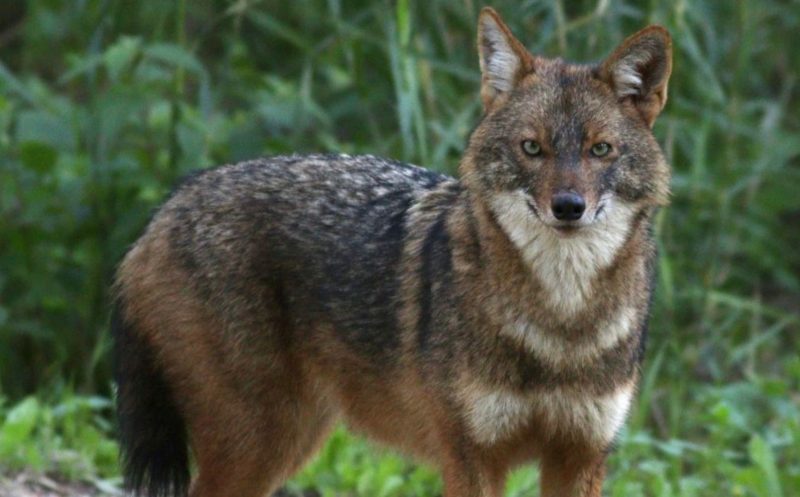 У Чорнобильському заповіднику помітили шакала У Чорнобильському заповіднику помітили шакала
