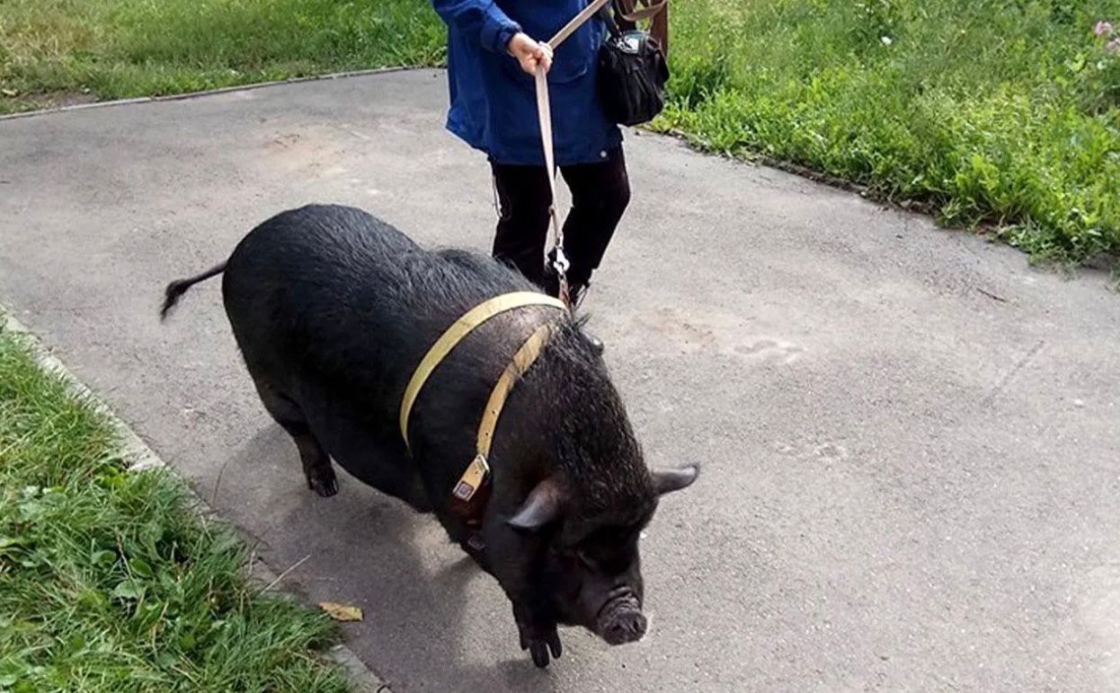 В Киеве в квартире держат вьетнамскую свинью в квартире