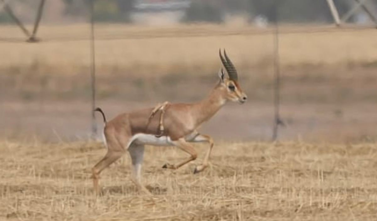 В Ізраїлі помітили рідкісну газель із 6 придатками