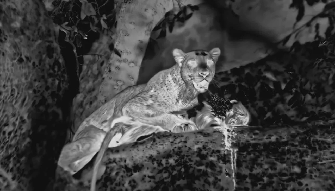 Ученые впервые сняли, как леопарды охотятся ночью