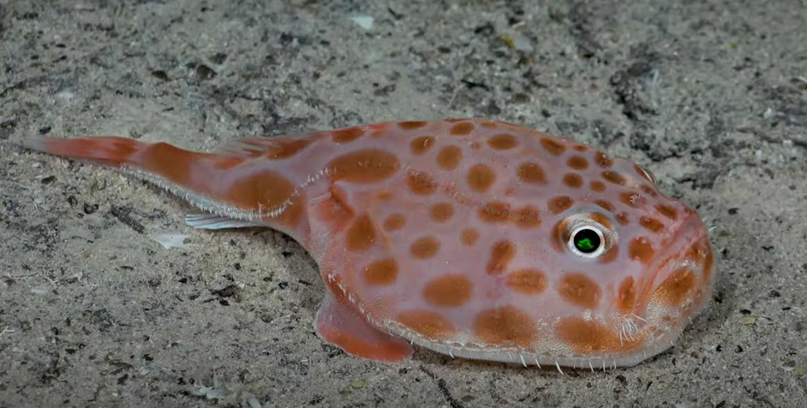 Хаунакс, костистая рыба из семейства морских лягушек. Хаунакс, костистая рыба из семейства морских лягушек.