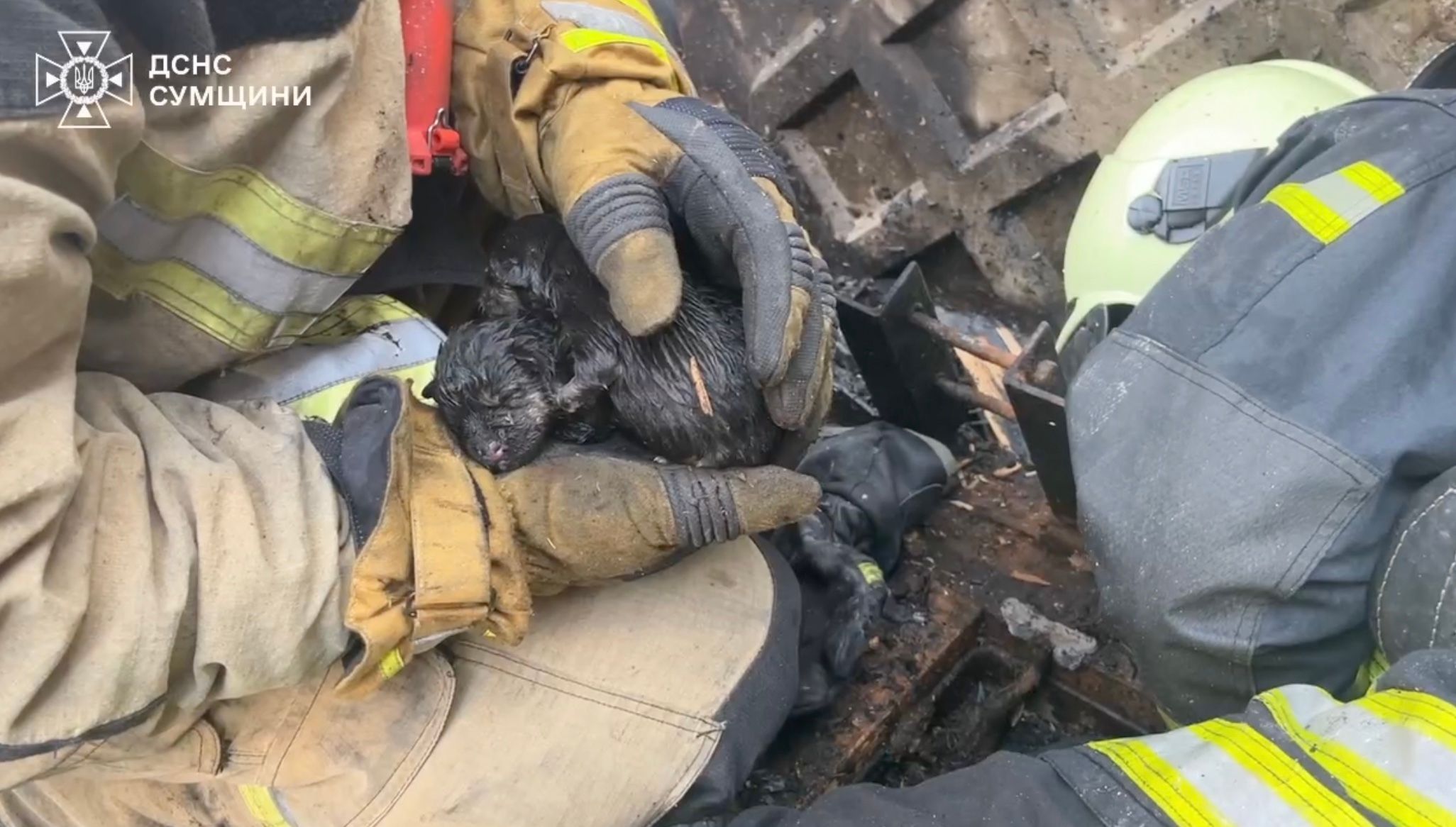 У Сумах ДСНС під час ліквідації пожежі врятували 5 цуценят У Сумах ДСНС під час ліквідації пожежі врятували 5 цуценят