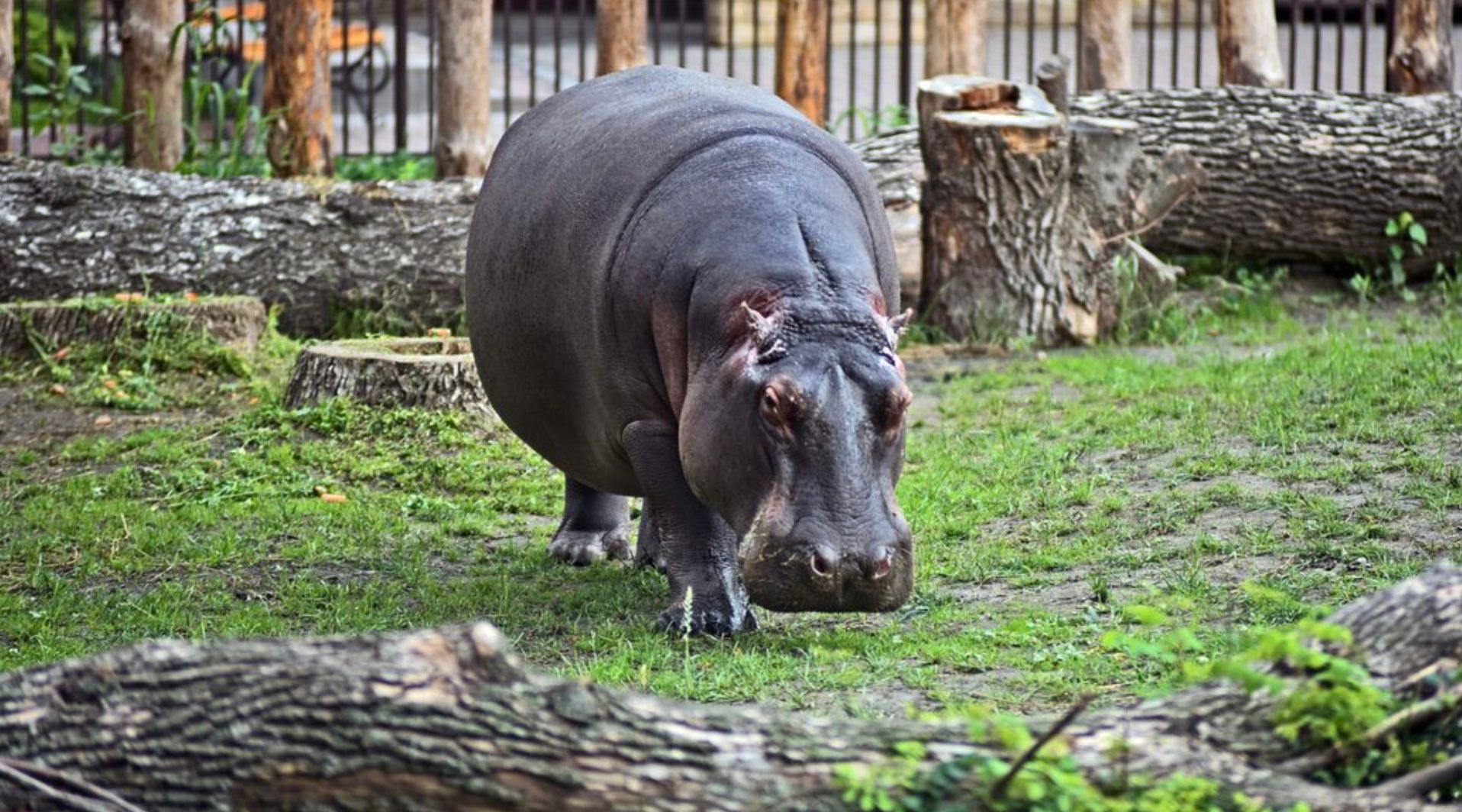 Бегемотик Лілі знову зустрічає гостей КиївЗоо Бегемотик Лілі знову зустрічає гостей КиївЗоо
