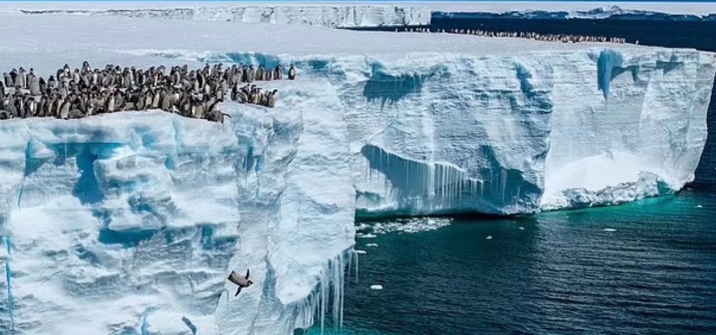 Сотни детенышей пингвинов сбросились с глыбы льда высотой 15 метров