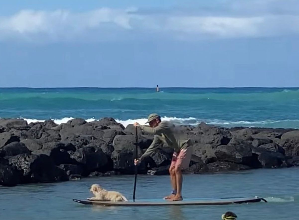 Щенок прокатился на доске вместе с хозяином Щенок прокатился на доске вместе с хозяином