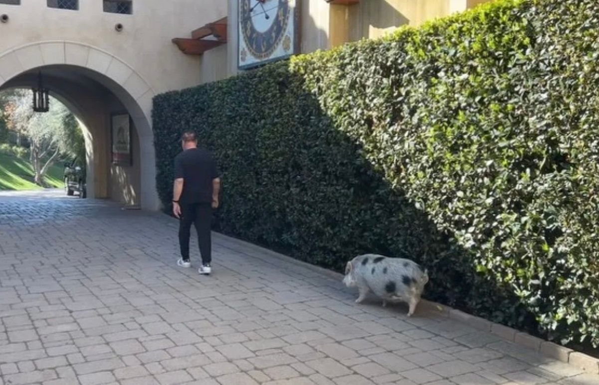 Арнольд Шварценеггер и его свинка Шнелли Арнольд Шварценеггер и его свинка Шнелли