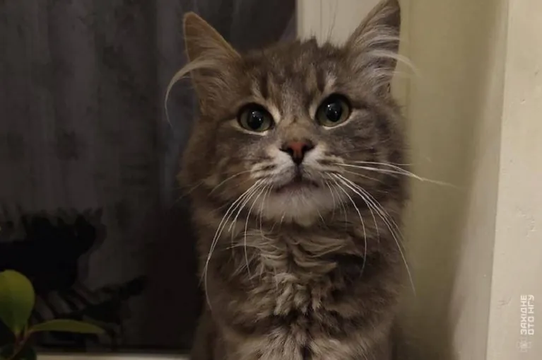 Котусько рятує гвардійців від нашестя мишей та щурів