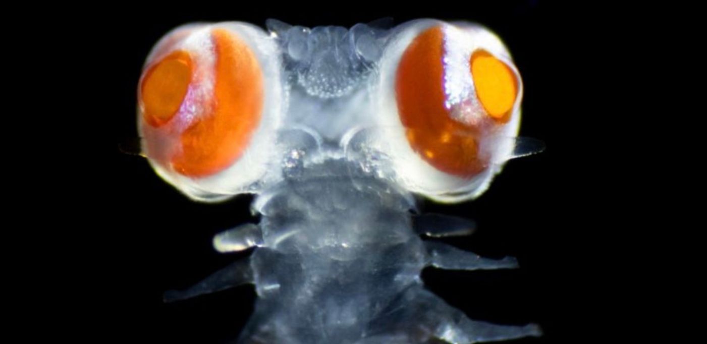 Який вигляд має химерна істота з "видатним зором" Який вигляд має химерна істота з "видатним зором"