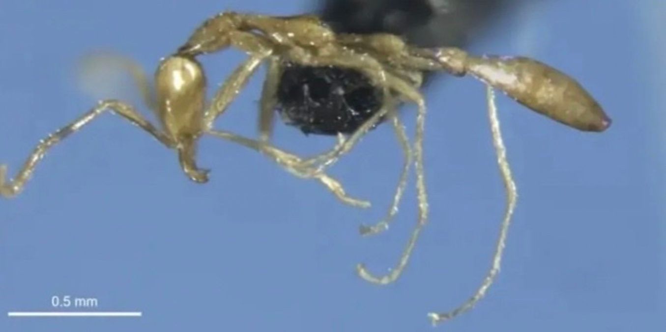 В Австралии открыли новый вид муравьев