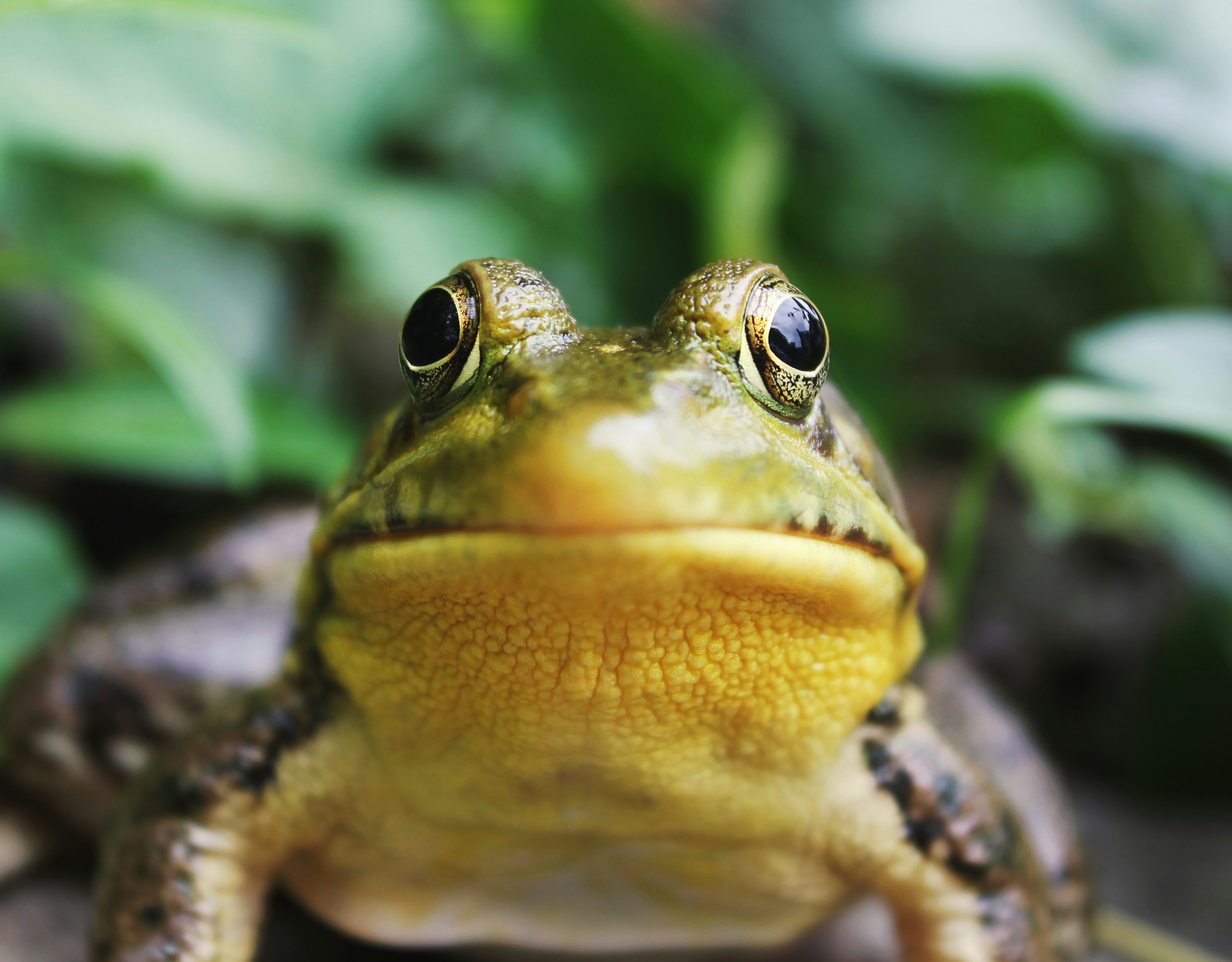 Чому крихітні жаби несамовито кричать