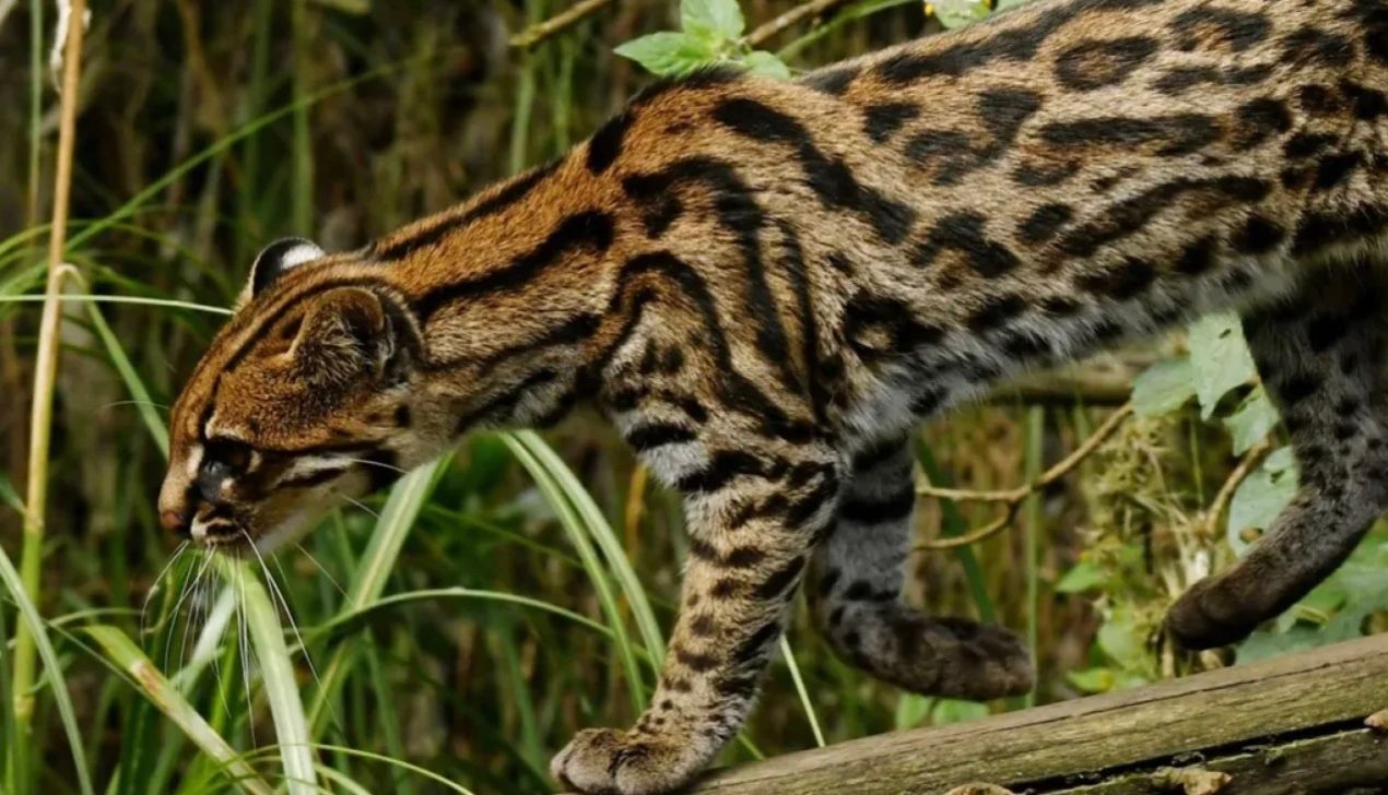 У Бразилії бродить крихітна мила кішка, про яку ніхто не знав У Бразилії бродить крихітна мила кішка, про яку ніхто не знав